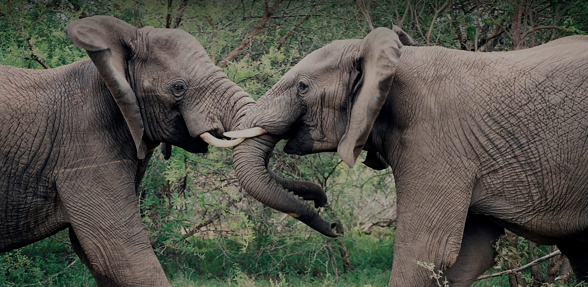 Elefante em safári na África do Sul
