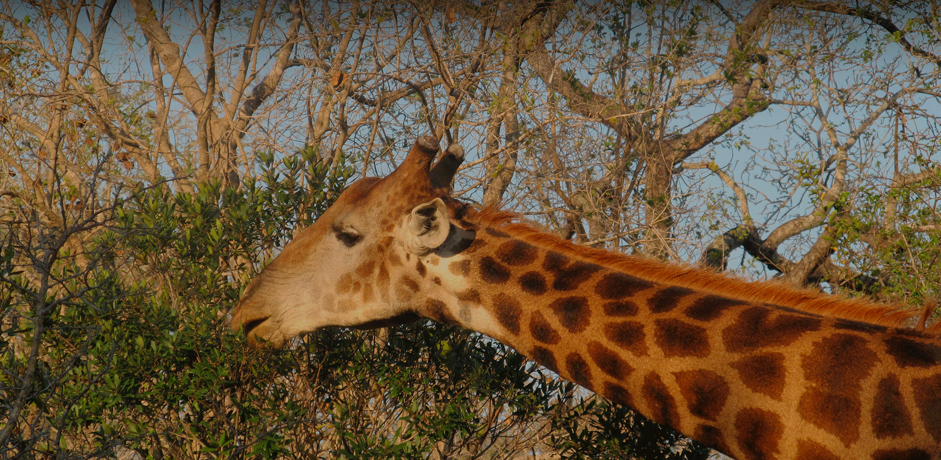 Girafa em safári na África do Sul